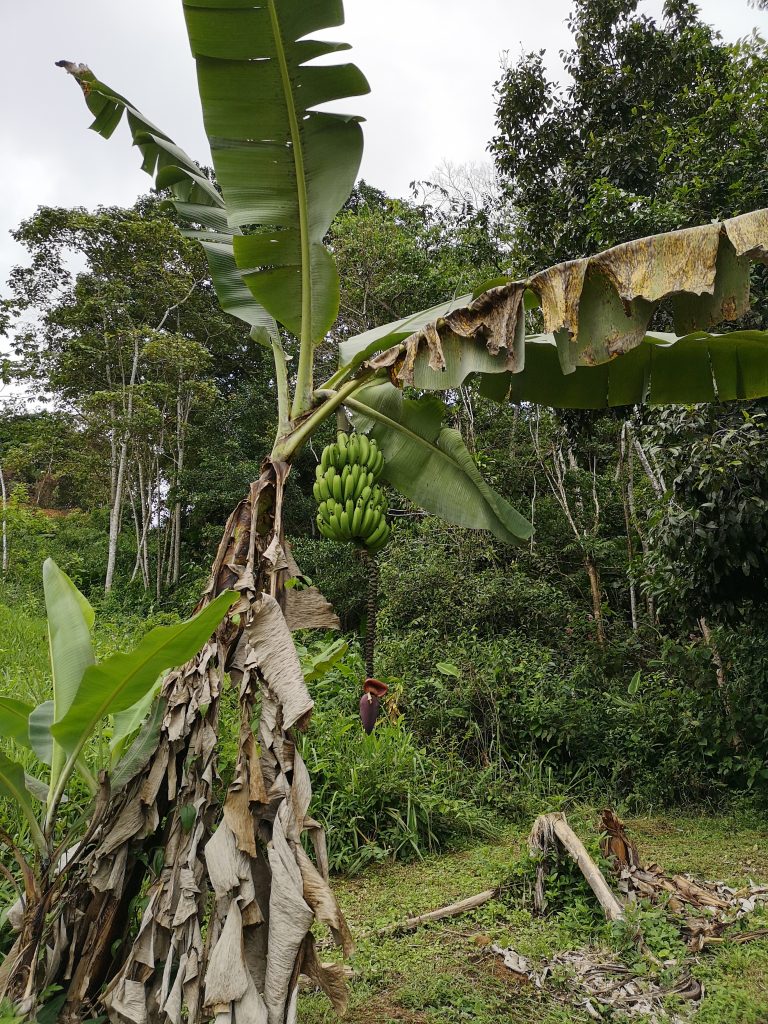 banana tree against a forest background, with a bunch of bananas hanging off it